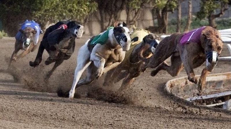 Strategi Bertaruh pada Balapan Greyhound